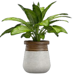 plant